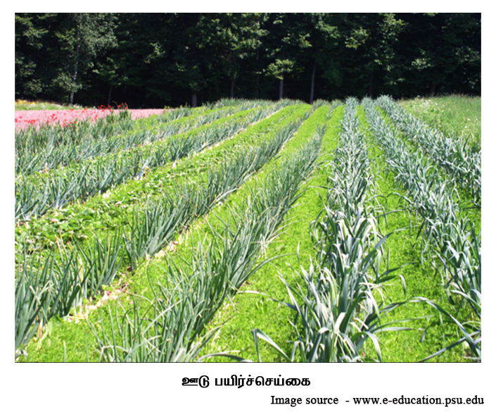 Intercrops