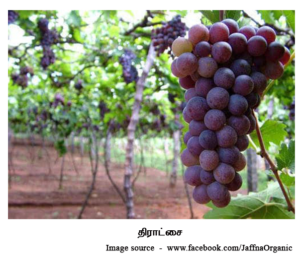 isreal grapes