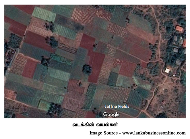 jaffna field