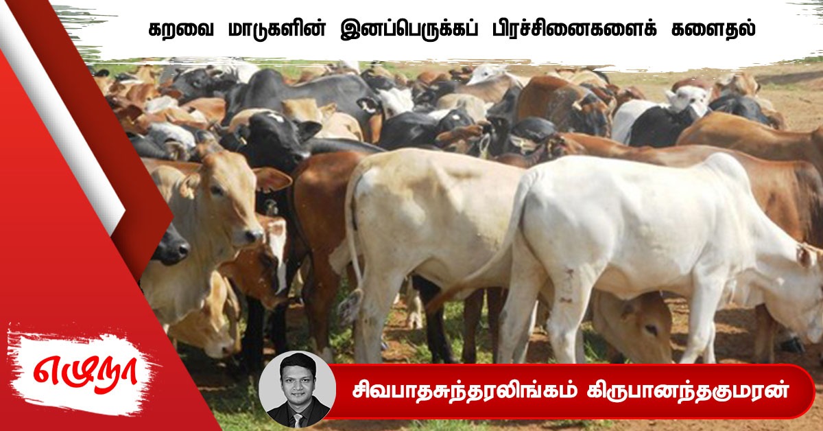 cattle issue