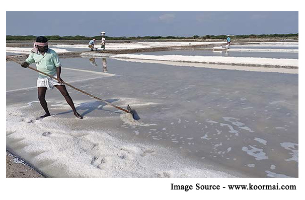 salt production