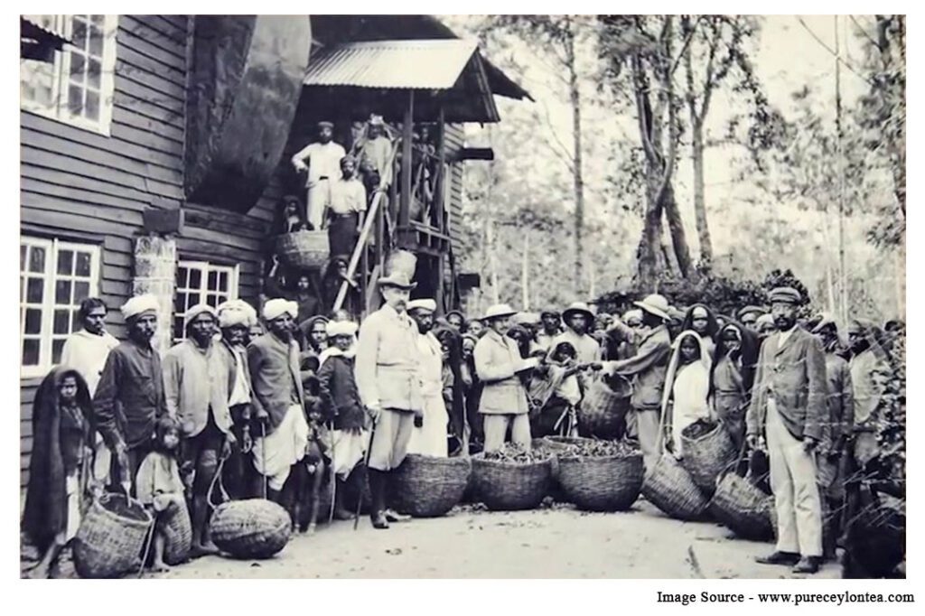 tea workers