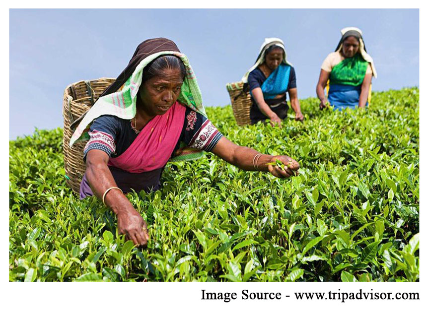 tea plantation